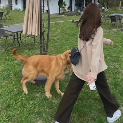 黄水仙的秘密